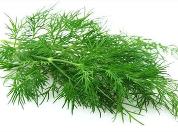 fennel-herbs-600x350.jpg