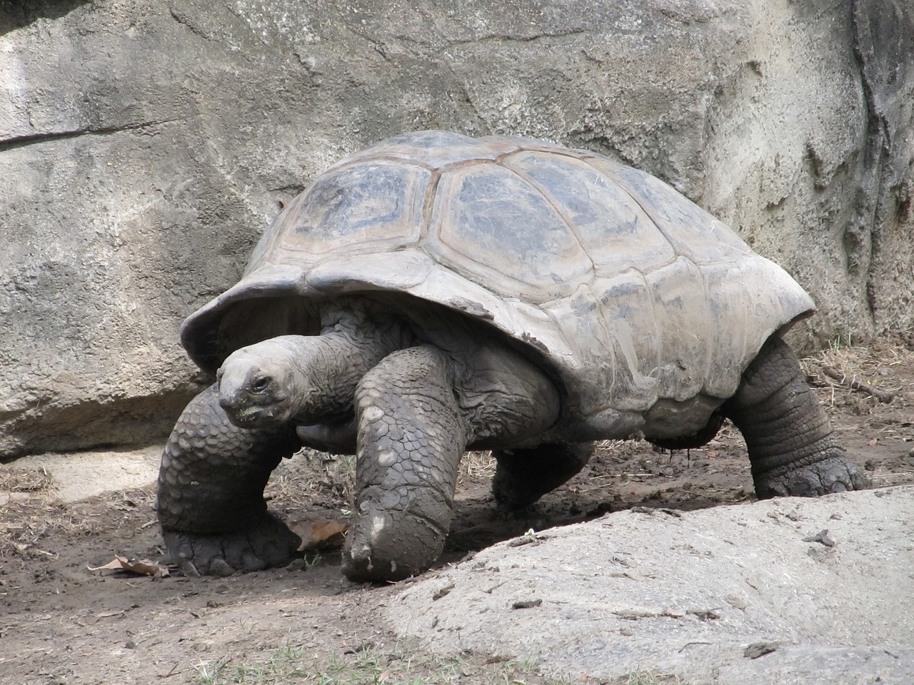 giant-tortoise-1577058_1280.jpg